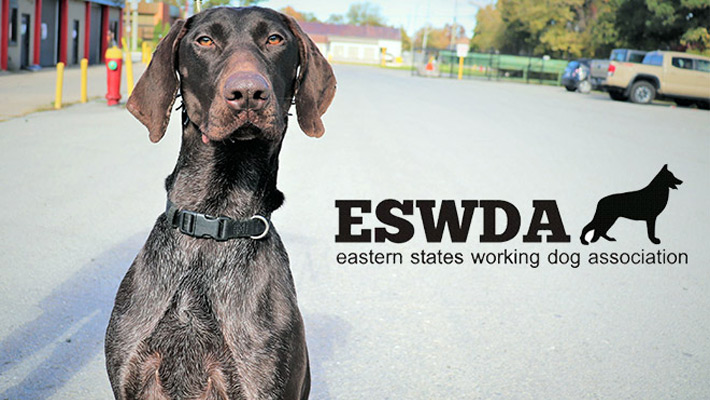 K9 bed bug inspection dog